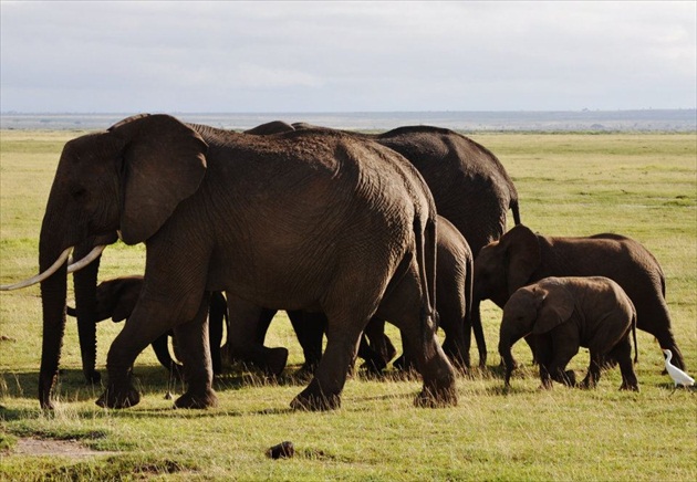 slonia rodina