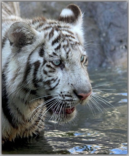 tiger biely 1
