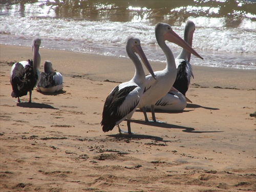 Pelikan ,NSW,AU