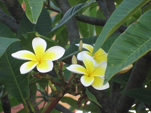 Tropical flower in Australia