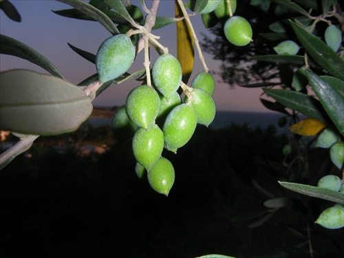 olivy pred dozretím