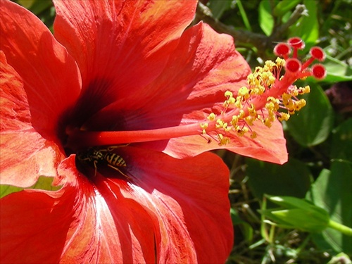 Kvet ibišteka