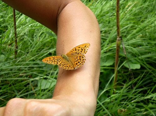 motýľ na ruke