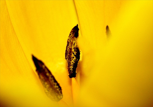 Makro z tulipánu