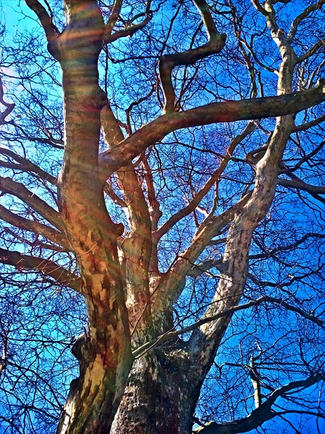 Tepny, žily, nervy stromu, lom svetla.