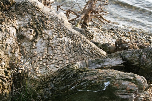 Dunajský krokodíl