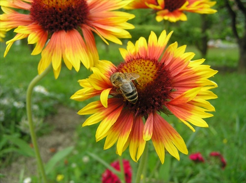 Včielka na kvetinke