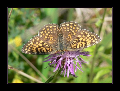 Motýľ II