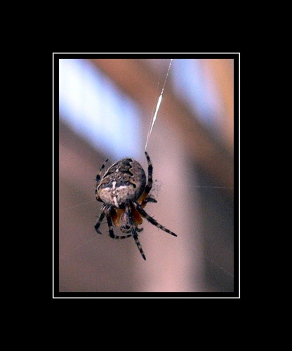Pavúčik
