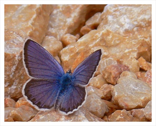 Motýľ IV