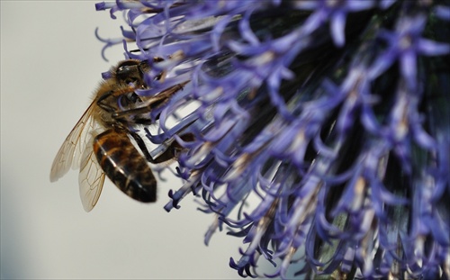 Včielka a kvet