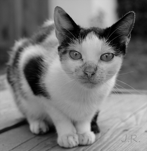 Portrét jednej kočky :)