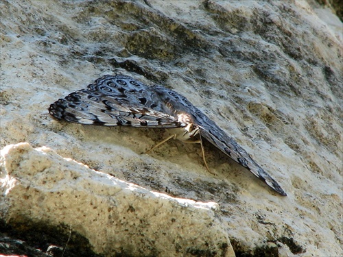 Motýľ na jednom zo stĺpov v Chitzen Itza