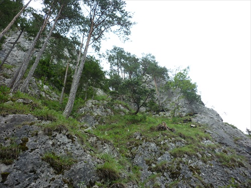 stromy na skale