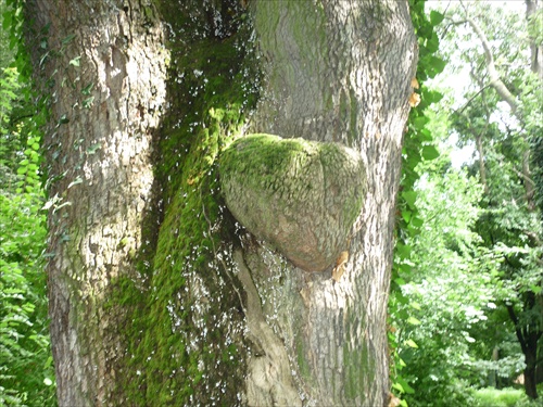 srdce stromu