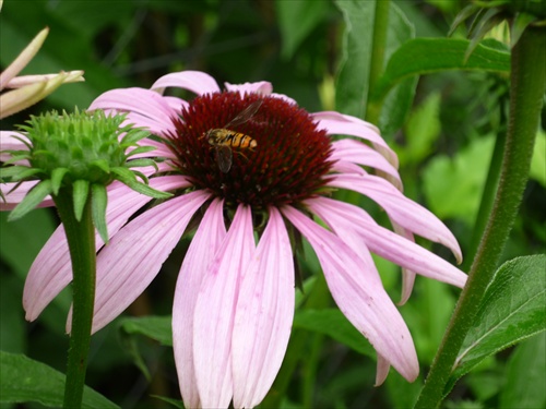echinacea a včela