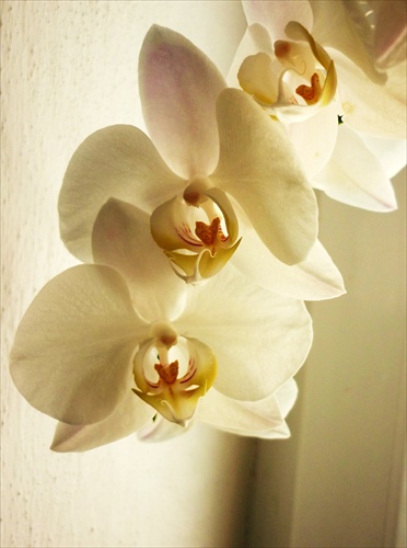 biele orchidee