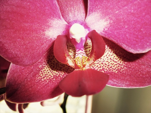 detail-orchidea