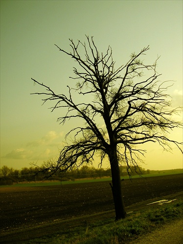 Starý strom pri Morave