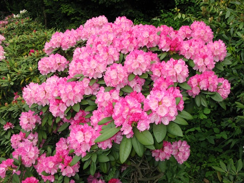 rododendron 2