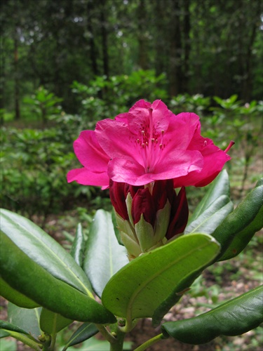rododendron  4