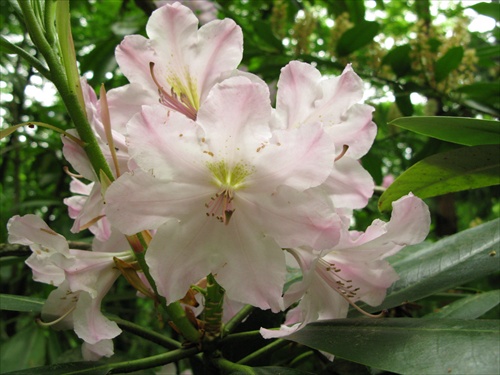 rododendron 7