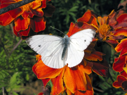 Motýl 2