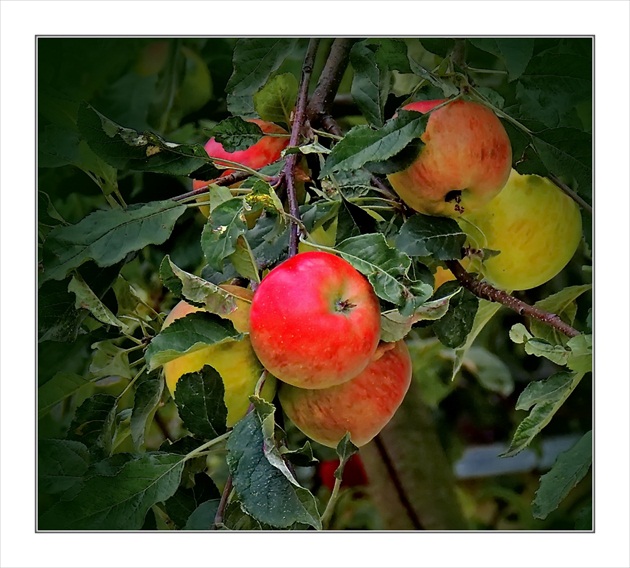 Susedovie jablká...