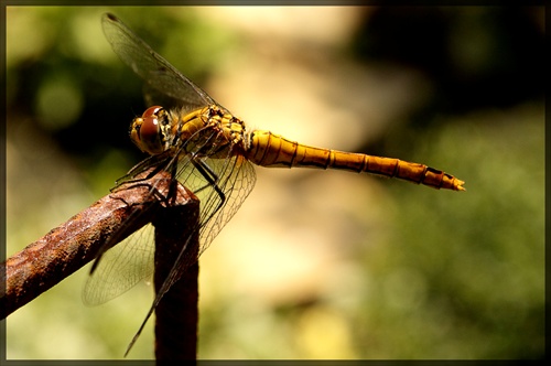 Dragonfly 3