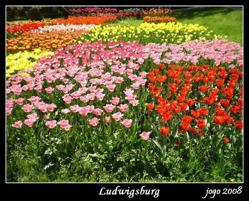 Tulipány v Ludwigsburgu