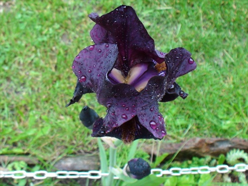 čierny kvet vyfarbený