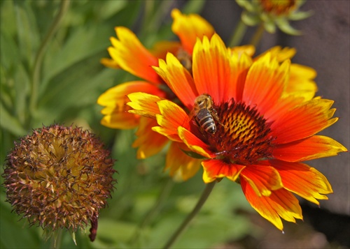 Kvet a včielka