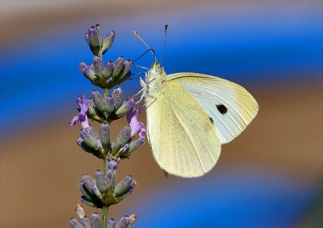 Motýľ Emanuel...  :-)