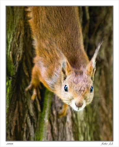 Veverica obyčajná, (lat. Sciurus vulgaris)