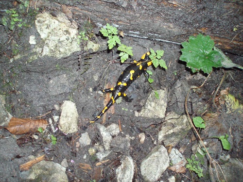 Salamandra hamblivá