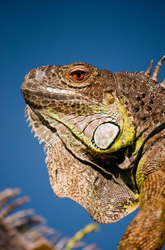 Iguana iguana I
