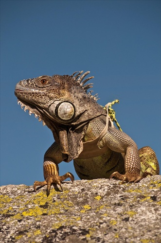 Iguana iguana II