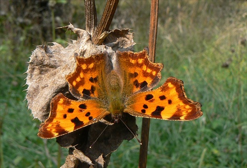 Jesenný motýľ