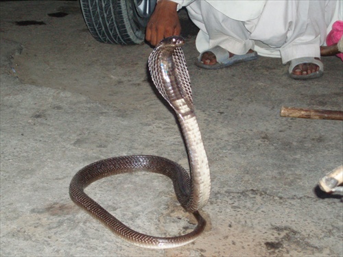 kobra z Karachi 2