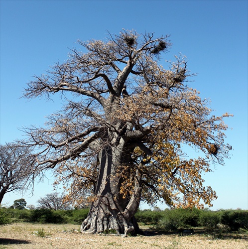 Baobab (Adansonia)