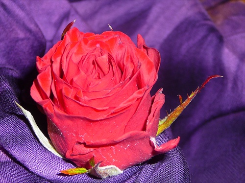 agape rose