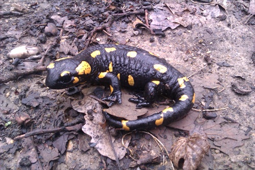 Vojenská salamandra
