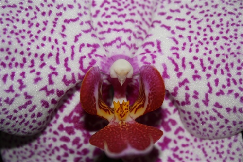 Krása orchidei