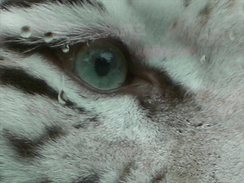 tigrie oko