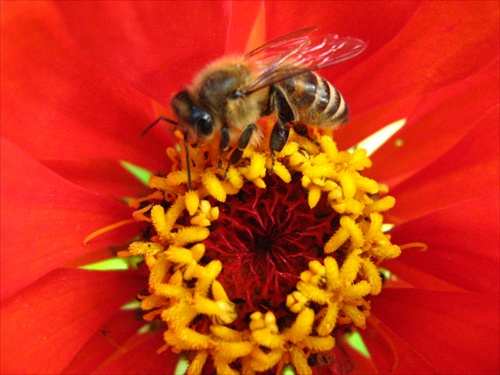 Včela sa kŕmi