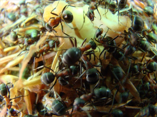 mravce v mravenisku