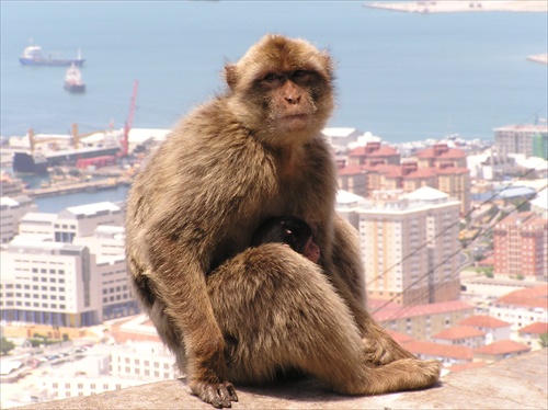 Opice z Gibraltaru
