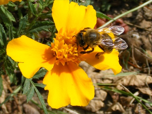 usilovná včielka