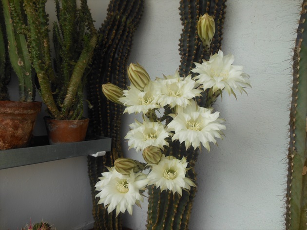 kaktusy zakvitli