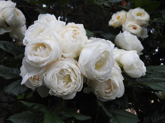 Ruža Davida Austina.